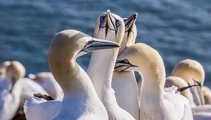 九游网-世俱杯赛况：巴萨逆境奋战，淘汰欧洲强队，巴萨世俱杯球衣